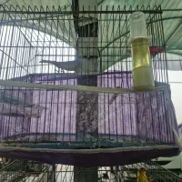 قناری طلایی وابلغ