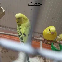 مرغ عشق|پرنده|شهرضا, |دیوار