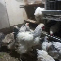 تخم مرغ برهما|حیوانات مزرعه|تهران, استقلال|دیوار