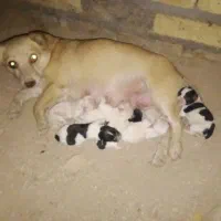 توله اصیل از ریزترین نژاد و باهوش.پوست اسبی وصاف