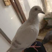 کفتر گم شده