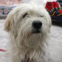 واگذاری سگ شیتزو