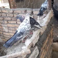 کفتر تهرانی