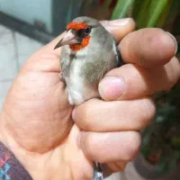 سهره|پرنده|ملارد, |دیوار