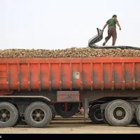 نیاز به تریلی کمپرس برای حمل چغندر
