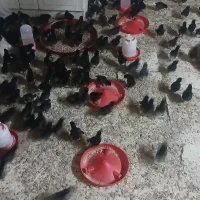 جوجه ده روزه
