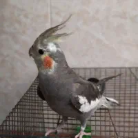 عروس هلندی نر اواز خوان