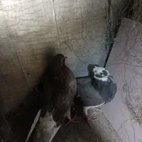 کبوتر