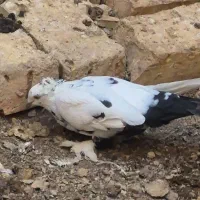 تعدادی کبوتر دو رنگ کاکل پاپر