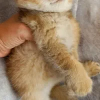 اسکاتیش ny12|گربه|تهران, شهرک هما|دیوار