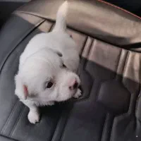 سگ پامر اشپیتز