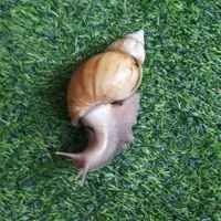 فروش  تعدادی حلزون بالغ وتخم گذار|خزنده|خمینی‌شهر, |دیوار