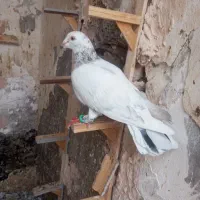 کبوتر هفرنگ پرشی  ضربه به شرط پرش نر