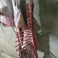 قصاب وسلاخ مجرب صفرتاصد