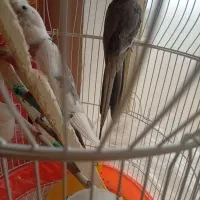 عروس هلندی جفت خیلی زیبا