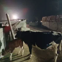 گاو با گوساله|حیوانات مزرعه|رضوانشهر, |دیوار