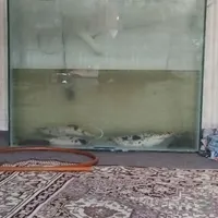 ۳ عدد ماهی ۴۰سانتی با اکواریوم ۸۰در۶۰