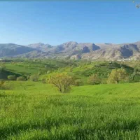 فروش کره اسب مادیان سیاه رنگ
