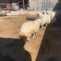 بره نر|حیوانات مزرعه|خرمآباد, |دیوار