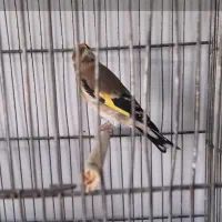 سهره ماده دورگ بور|پرنده|خرامه, |دیوار