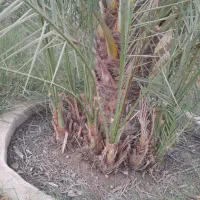 پاجوش کبکاب|گل و گیاه طبیعی|برازجان, |دیوار