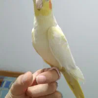 طوطی عروس هلندی  های سخنگو و رام در انواع رنگ و سن|پرنده|قائم‌شهر, |دیوار