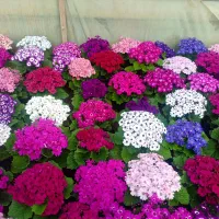 گل سینره ،پامچال ،پرمولا و انواع گل های اپارتمانی