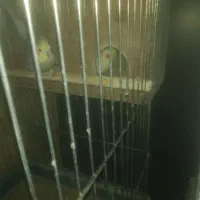 عروس هلندی|پرنده|قرچک, زیبا شهر|دیوار