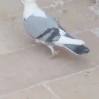 کفتر ساتن پرشی