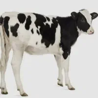 گوساله شیرخوار و قطع شیر