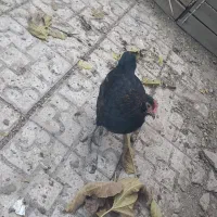 خروس گلین و مرغ محلی