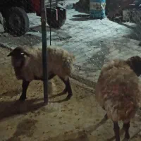 میش یا گوسفند چاق کشتاری|حیوانات مزرعه|فیروزآباد (لرستان), |دیوار