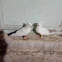 دوجفت نفش ورنگی|پرنده|شوشتر, |دیوار