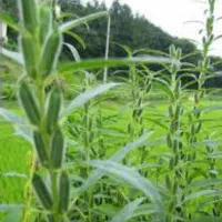 کنجد درجه یک|عمده‌فروشی|بافق, |دیوار