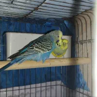 یک جفت مرغ عشق فوق مولد|پرنده|آبادان, |دیوار