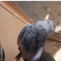 طوقی نرو ماده|پرنده|سنندج, |دیوار