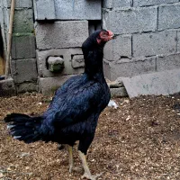 فروش جوجه لاری|حیوانات مزرعه|بابل, |دیوار