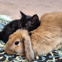 خرگوش لوپ مهربون|موش و خرگوش|مشهد, ابوذر|دیوار