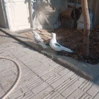 کبوتر نرو ماده