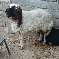 فروش گوسفندجوان وبزجوان(توشتیر)پروار|حیوانات مزرعه|دهلران, |دیوار