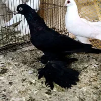 کبوتر قرمز گوز وقره ارکح