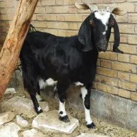 بز آبستن سنگین|حیوانات مزرعه|شریفآباد, |دیوار