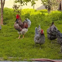 تخم نطفه دار ویاندوت و گلین