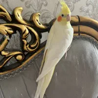 عروس هلندی ماده با سه تا جوجه ۵ ماهه|پرنده|ورامین, شهرک فجر|دیوار