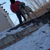 سگ نر|سگ|ورزقان, |دیوار