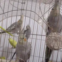 عروس هلندی، مرغ عشق|پرنده|مشهد, سیلو|دیوار