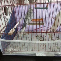 عروس هلندی وایت فیس ماده