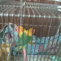 کوتوله برزیلی