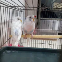 مرغ عشق|پرنده|رباط‌کریم, رباط‌کریم|دیوار