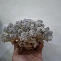 مرجان اکواریوم